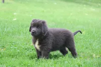 Ulyssa, a female Newfoundland for sale in Sugarcreek, OH – 5 of 7