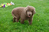 Bianca, a female Newfoundland for sale in Sugarcreek, OH – 6 of 10