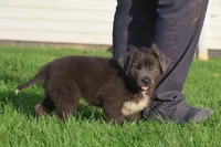 Tina, a female Newfoundland for sale in Sugarcreek, OH – 2 of 8