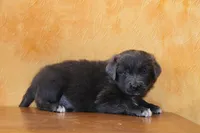 Valentine Sale Ezekiel, a male Newfoundland for sale in Sugarcreek, OH – Photo 5 of 8