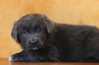 Valentine Sale Ezekiel, a male Newfoundland for sale in Sugarcreek, OH – Photo 3 of 8