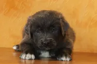 Valentine Sale Ezekiel, a male Newfoundland for sale in Sugarcreek, OH – Photo 1 of 8