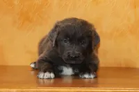 Valentine Sale Ezekiel, a male Newfoundland for sale in Sugarcreek, OH – Photo 6 of 8