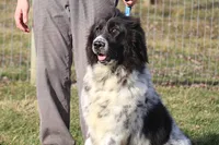 Valentine Sale Ezekiel, a male Newfoundland for sale in Sugarcreek, OH – Photo 8 of 8