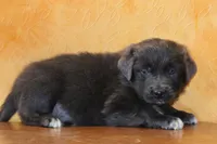 Valentine Sale Ezekiel, a male Newfoundland for sale in Sugarcreek, OH – Photo 2 of 8