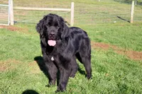 Valentine Sale Ezekiel, a male Newfoundland for sale in Sugarcreek, OH – Photo 7 of 8