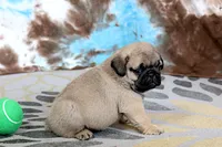 Carlos, a male Pug for sale in Sugarcreek, OH – 7 of 8