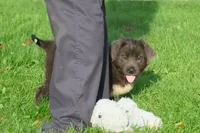 Tina, a female Newfoundland for sale in Sugarcreek, OH – 6 of 8