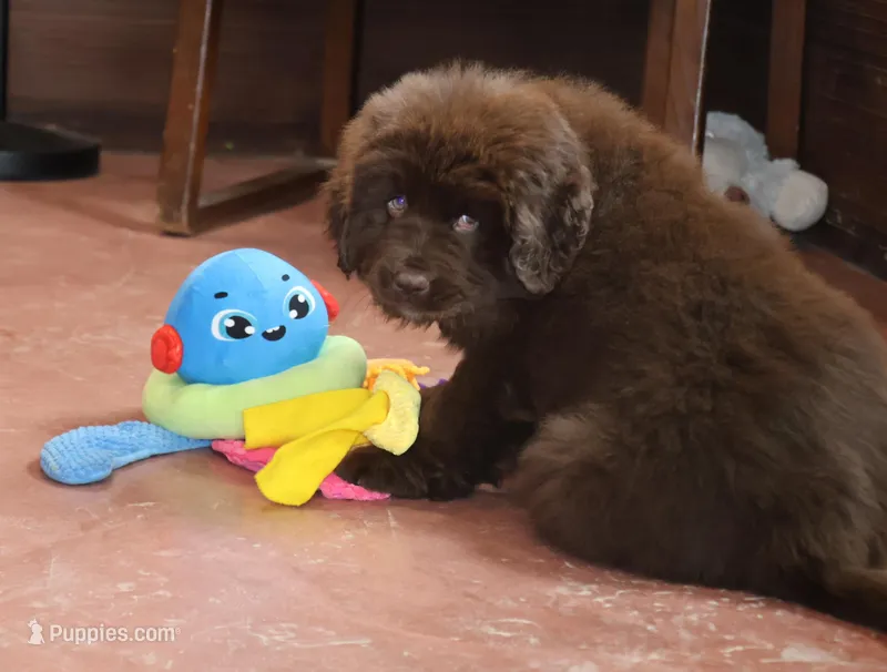 AKC, OFA, CH, Rollie