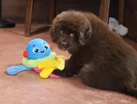 AKC, OFA, CH, Rollie, a male Newfoundland for sale in Sugarcreek, OH – Photo 1 of 4