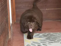 AKC, OFA, CH, Rollie, a male Newfoundland for sale in Sugarcreek, OH – Photo 4 of 4