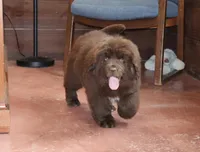 AKC, OFA, CH, Rollie, a male Newfoundland for sale in Sugarcreek, OH – Photo 2 of 4