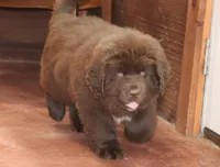 AKC, OFA, CH, Rollie, a male Newfoundland for sale in Sugarcreek, OH – Photo 3 of 4