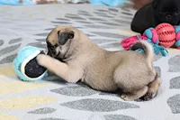 Sierra, a female Pug for sale in Sugarcreek, OH – 4 of 6
