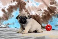 Carlos, a male Pug for sale in Sugarcreek, OH – 5 of 8