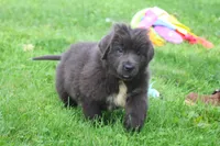 Ulyssa, a female Newfoundland for sale in Sugarcreek, OH – 3 of 7