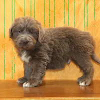 Valentines Sale Mistral, a male Newfoundland for sale in Sugarcreek, OH – Photo 3 of 9