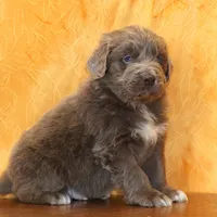 Valentines Sale Mistral, a male Newfoundland for sale in Sugarcreek, OH – Photo 2 of 9