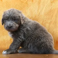 Valentines Sale Mistral, a male Newfoundland for sale in Sugarcreek, OH – Photo 5 of 9