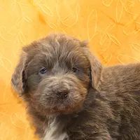 Valentines Sale Mistral, a male Newfoundland for sale in Sugarcreek, OH – Photo 6 of 9