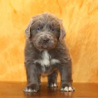 Valentines Sale Mistral, a male Newfoundland for sale in Sugarcreek, OH – Photo 4 of 9