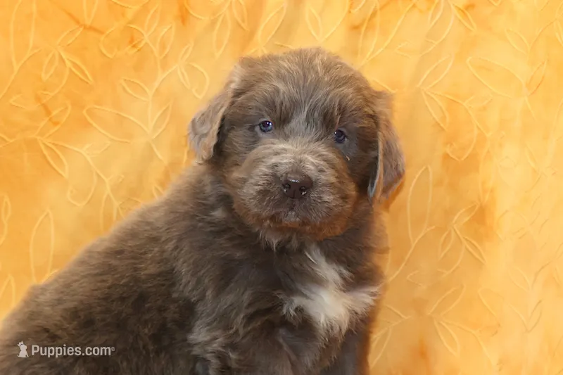 Valentines Sale Mistral