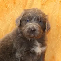 Valentines Sale Mistral, a male Newfoundland for sale in Sugarcreek, OH – Photo 1 of 9