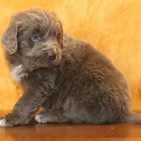 Valentines Sale Mistral, a male Newfoundland for sale in Sugarcreek, OH – Photo 7 of 9