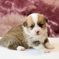 AKC, OFA, Tornado, a male Pembroke Welsh Corgi for sale in Sugarcreek, OH – Photo 3 of 7