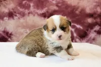 AKC, OFA, Tornado, a male Pembroke Welsh Corgi for sale in Sugarcreek, OH – Photo 3 of 7