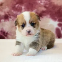 AKC, OFA, Tornado, a male Pembroke Welsh Corgi for sale in Sugarcreek, OH – Photo 2 of 7