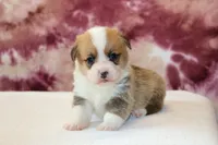 AKC, OFA, Tornado, a male Pembroke Welsh Corgi for sale in Sugarcreek, OH – Photo 2 of 7
