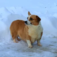 AKC, OFA, Tornado, a male Pembroke Welsh Corgi for sale in Sugarcreek, OH – Photo 6 of 7