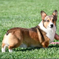 AKC, OFA, Tornado, a male Pembroke Welsh Corgi for sale in Sugarcreek, OH – Photo 7 of 7