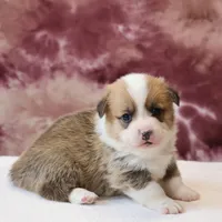 AKC, OFA, Tornado, a male Pembroke Welsh Corgi for sale in Sugarcreek, OH – Photo 5 of 7