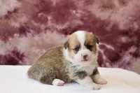 AKC, OFA, Tornado, a male Pembroke Welsh Corgi for sale in Sugarcreek, OH – Photo 5 of 7