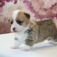 AKC, OFA, Tornado, a male Pembroke Welsh Corgi for sale in Sugarcreek, OH – Photo 1 of 7