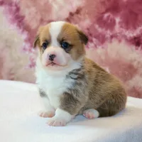 AKC, OFA, Tornado, a male Pembroke Welsh Corgi for sale in Sugarcreek, OH – Photo 4 of 7