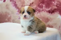 AKC, OFA, Tornado, a male Pembroke Welsh Corgi for sale in Sugarcreek, OH – Photo 4 of 7