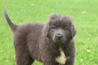 Ulyssa, a female Newfoundland for sale in Sugarcreek, OH – 6 of 7