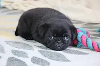 Greg, a male Pug for sale in Sugarcreek, OH – 6 of 7