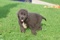 Durango, a female Newfoundland for sale in Sugarcreek, OH – 2 of 9