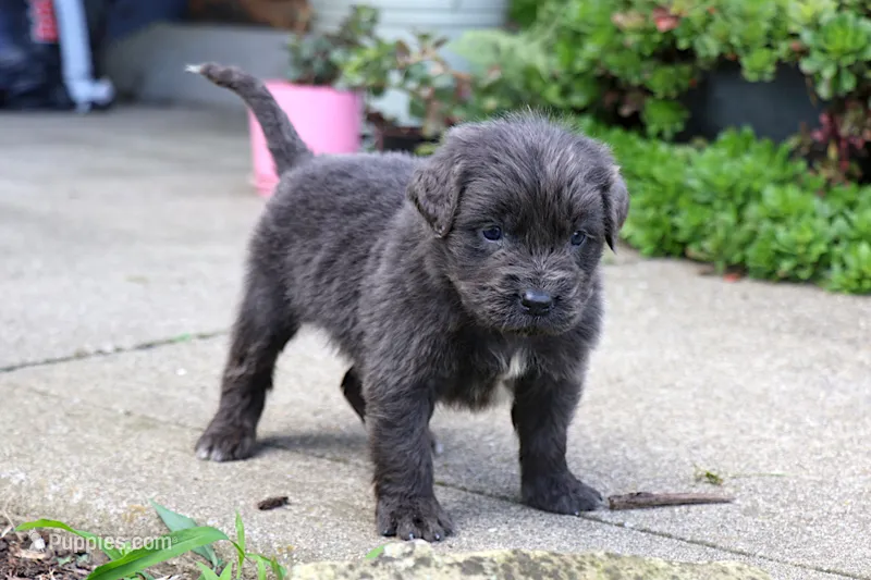 Silvia – Newfoundland puppy for sale in Sugarcreek, OH