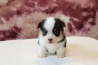 Valentine Sale Tiny, a male Pembroke Welsh Corgi for sale in Sugarcreek, OH – Photo 3 of 7