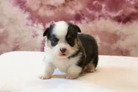 Valentine Sale Tiny, a male Pembroke Welsh Corgi for sale in Sugarcreek, OH – Photo 2 of 7