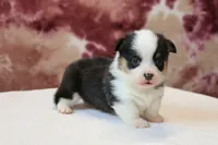 Valentine Sale Tiny, a male Pembroke Welsh Corgi for sale in Sugarcreek, OH – Photo 4 of 7