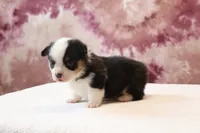 Valentine Sale Tiny, a male Pembroke Welsh Corgi for sale in Sugarcreek, OH – Photo 5 of 7