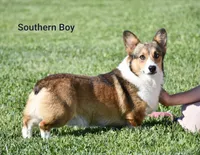 Valentine Sale Tiny, a male Pembroke Welsh Corgi for sale in Sugarcreek, OH – Photo 7 of 7