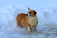 Valentine Sale Tiny, a male Pembroke Welsh Corgi for sale in Sugarcreek, OH – Photo 6 of 7