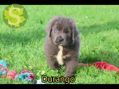 Durango, a female Newfoundland for sale in Sugarcreek, OH – 9 of 9